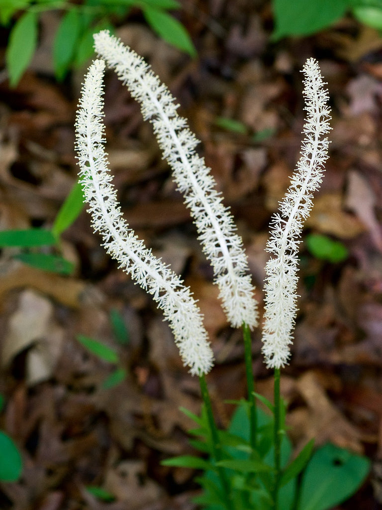 False Unicorn (Chamaelirium Luteum)