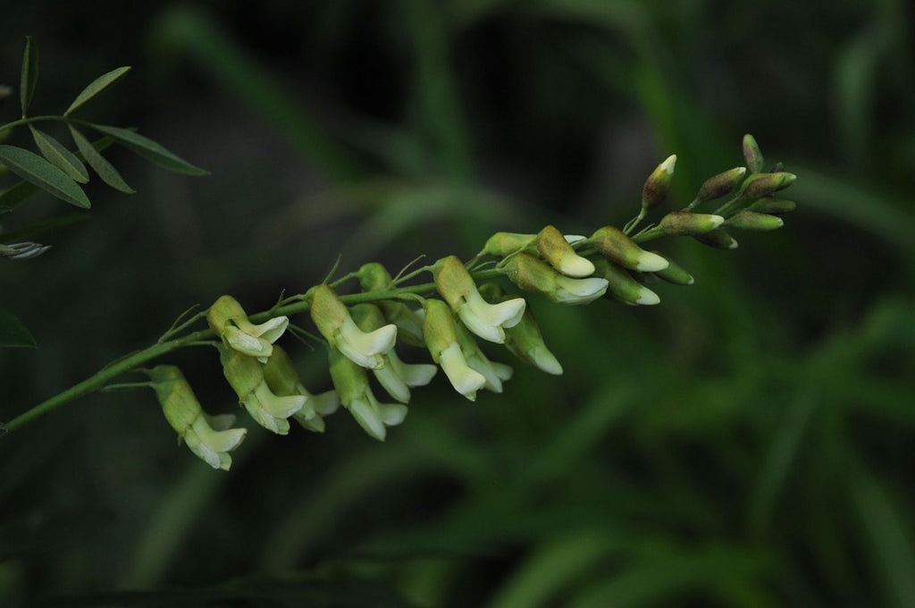 Ku Shen (Sophora flavescens)