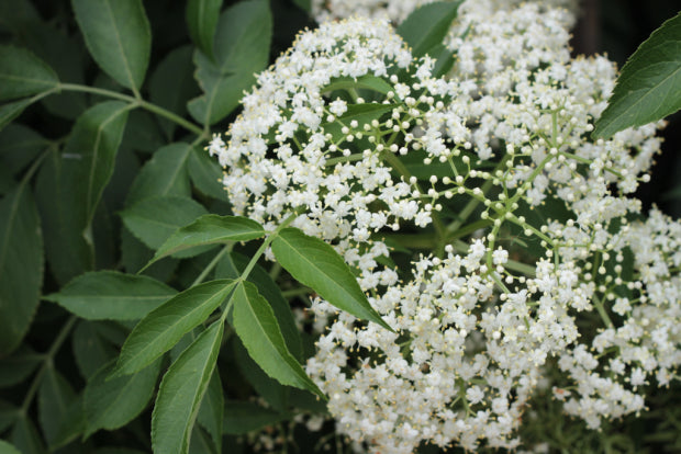 Elder (Sambucus Nigra)