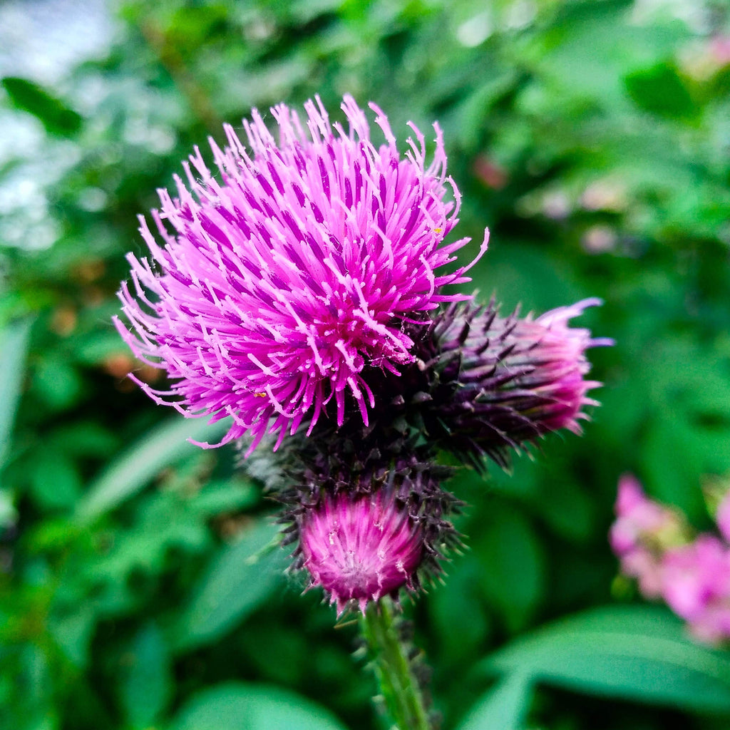 Burdock (Arctium lappa)