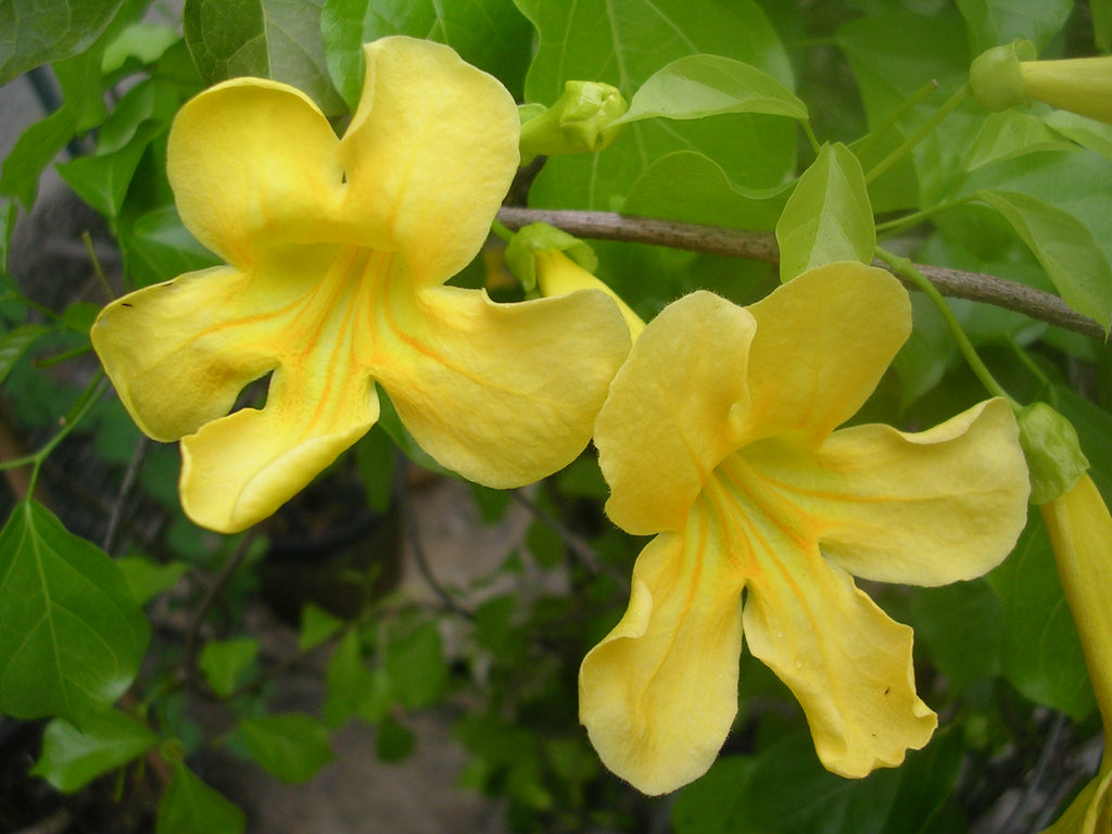 Cat's Claw (Uncaria Tomentosa)