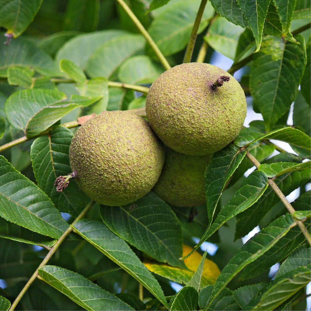 Black Walnut (Jugulars nigra)