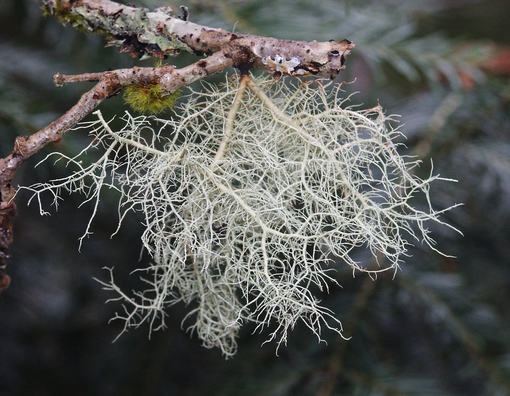 Usnea