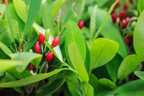 Catuaba (Erythroxylum vaccinifolium)