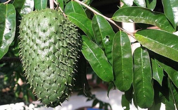 Graviola (Annona muricata)