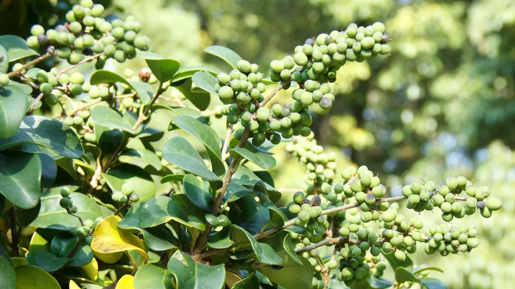 Guggul (Commiphora mukul)