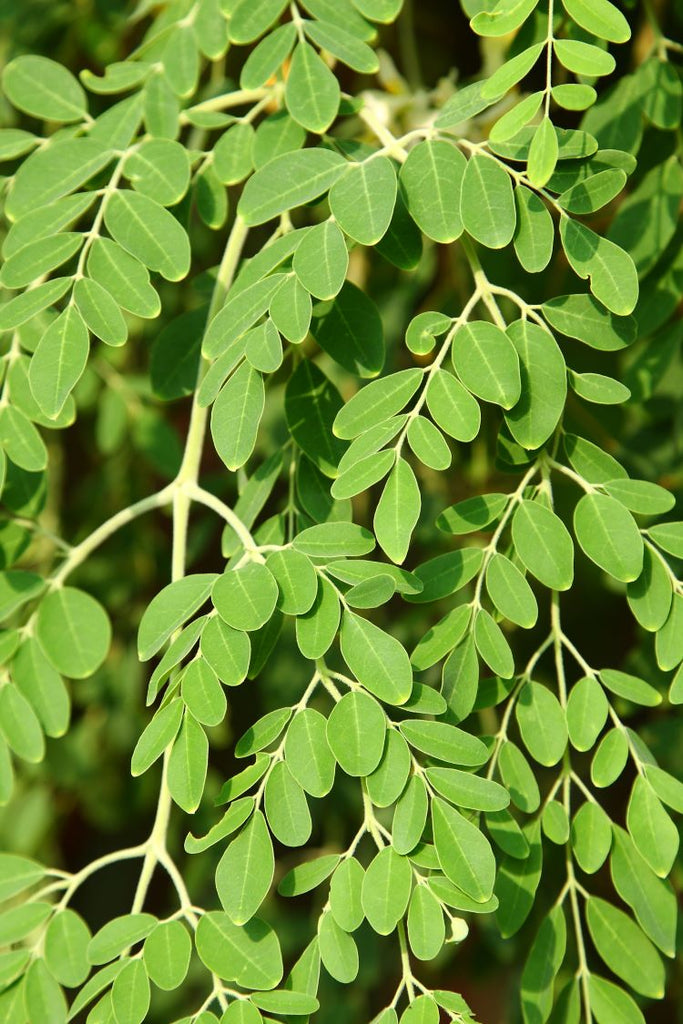 Moringa (Moringa oleifera)