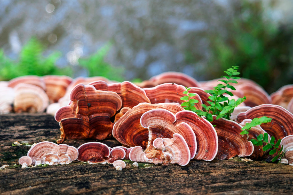 Reishi (Ganoderma lucidum)