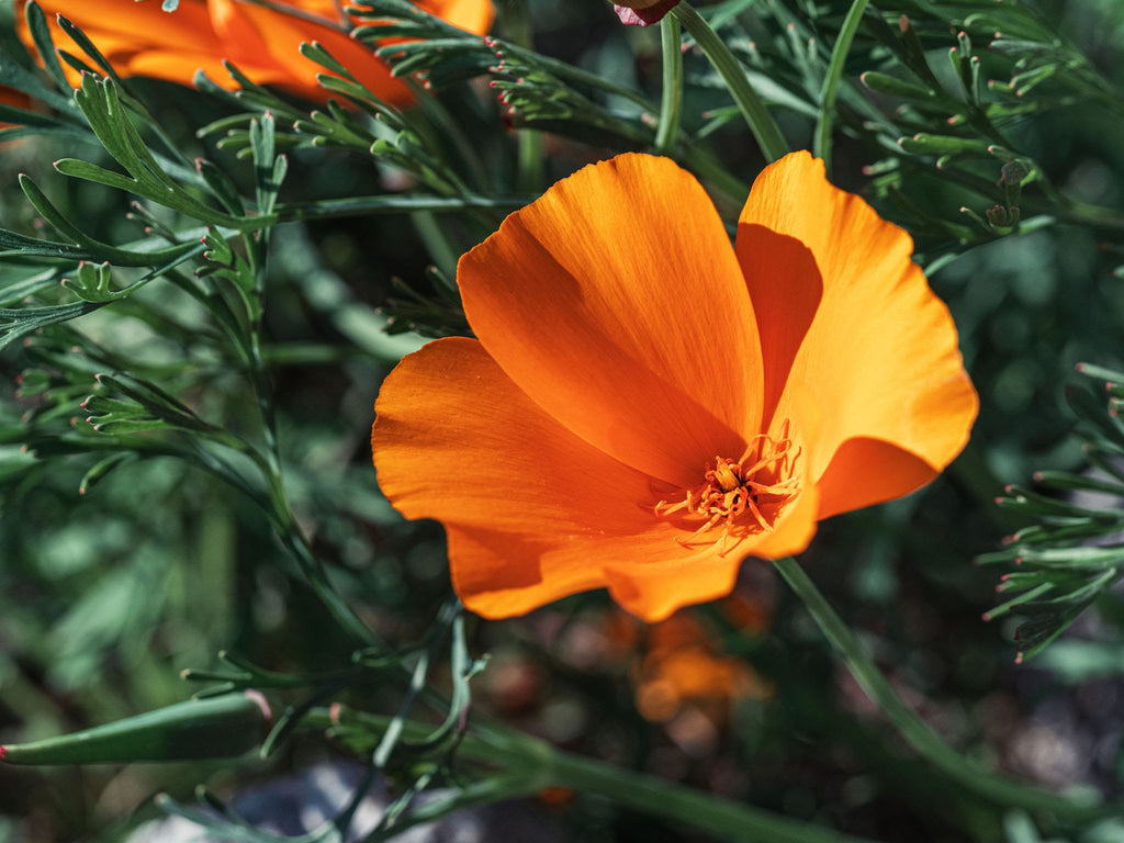 California poppy (Eschscholzia californica)