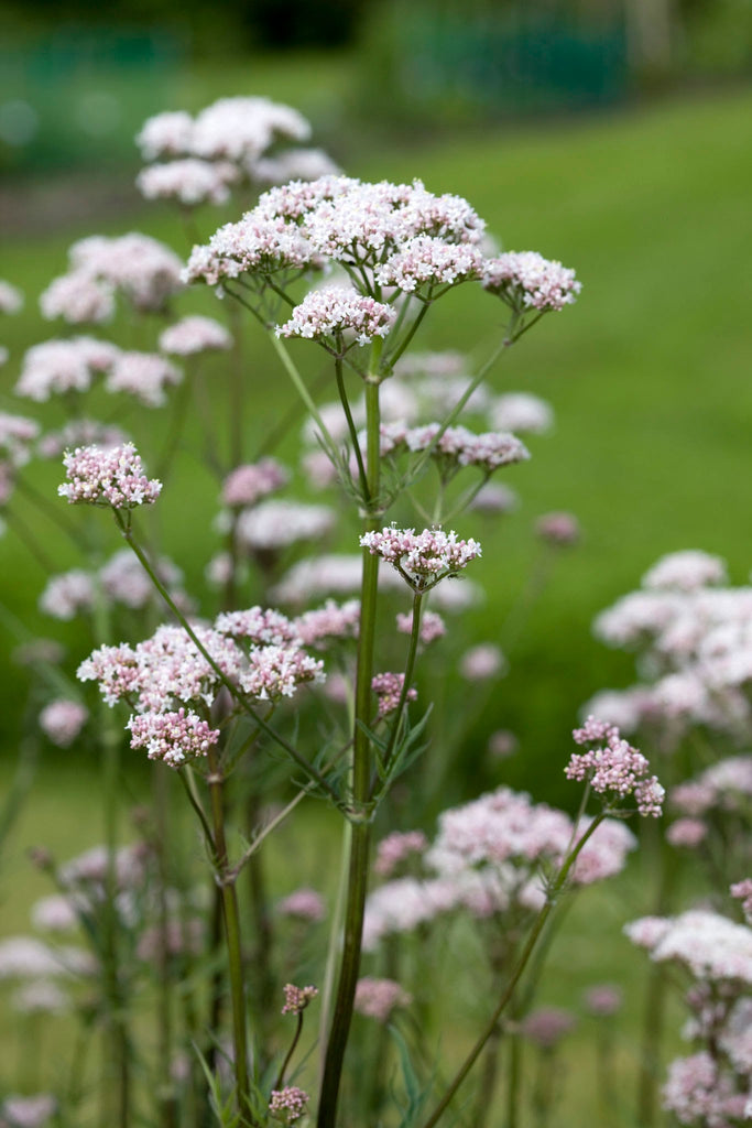 Valerian (Valeriana officinalis)