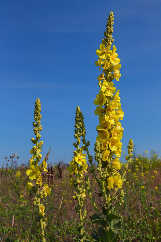 Mullein (Verbascum Thapsus)