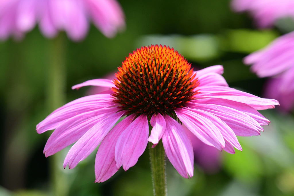 Echinacea