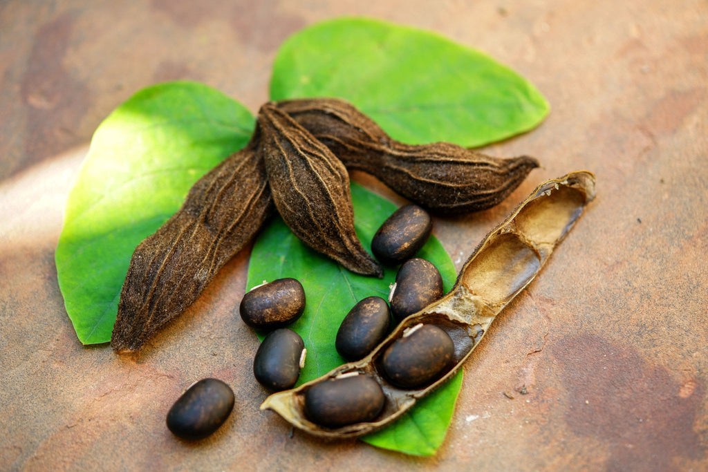 Mucuna (Mucuna Pruriens)