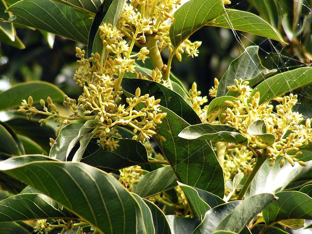 Muira Puama (Ptychopetalum Olacaceae)