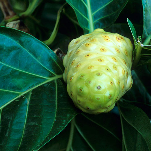 Noni (Morinda Citrifolia)