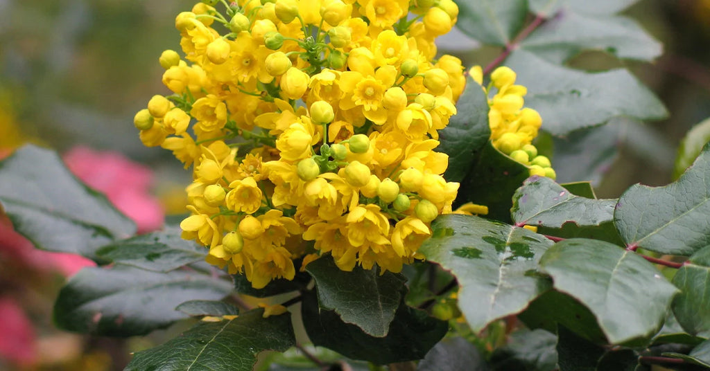 Oregon Grape (Mahonia Aquifolium)